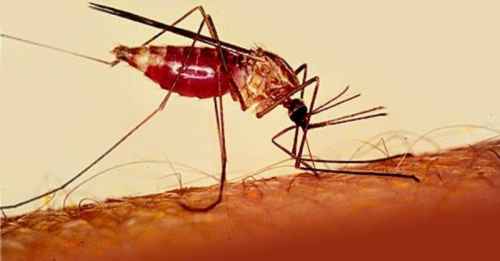 Новости туризма - Таиланд предупреждает об опасности малярии