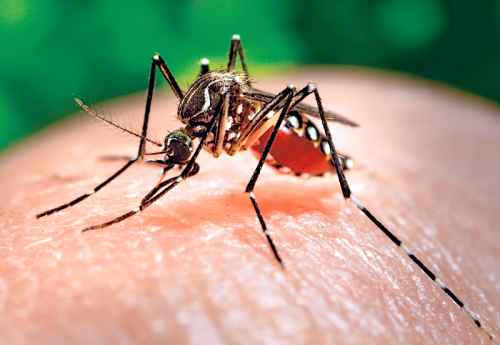 Новости туризма - На Самуи — вспышка лихорадки денге
