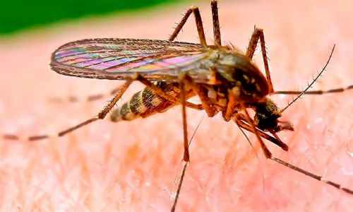 Новости туризма - Туристическое управление Таиланда представило последние данные об эпидемиологической ситуации по лихорадке денге в стране