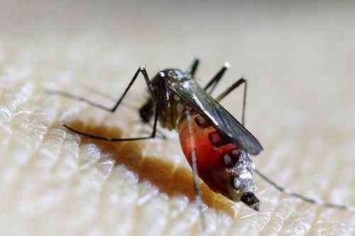 Новости туризма - Ростуризм: на Филиппинах объявили эпидемию лихорадки денге